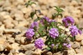 Lantana montevidensis, a small strongly scented flowering low sh