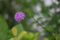 Lantana montevidensis ,Verbenaceae shrub,very beautiful