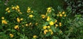 Lantana montevidensis yellow flower garden plant