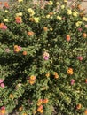 Lantana multicolor 5848 Royalty Free Stock Photo