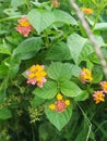 Lantana orange (tembelekan) Royalty Free Stock Photo