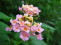 Lantana