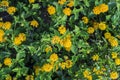 Lantana plant with flower clusters called umbels are a mix of yellow florets.