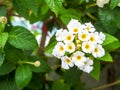 lantana pure white beauty flower bloom Royalty Free Stock Photo