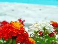 lantana pure white and red yellow orange colorful beauty flower Royalty Free Stock Photo