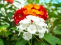 lantana pure white and red yellow orange colorful tone beauty fl Royalty Free Stock Photo