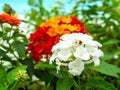 Lantana pure white and red yellow orange colorful tone beauty fl Royalty Free Stock Photo