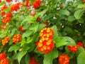 Lantana red flowers like bloom crowns