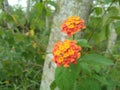 Lantana urticoides, also known as Texas lantana or calico bush