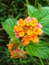 Lantana urticoides yellow and orange flower with leaves