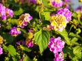 Lantana Verbenaceae family