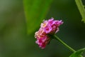 Lantana Violet color from Arecode, close up Royalty Free Stock Photo