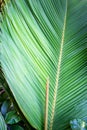 Lantannyen fey Phoenicophorium borsigianum, latanier palm palm leaf, endemic Seychelles species.