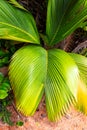 Lantannyen fey Phoenicophorium borsigianum, latanier palm palm leaves, Praslin, Seychelles.