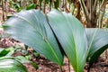 Lantannyen fey Phoenicophorium borsigianum, latanier palm palm leaves, Seychelles.