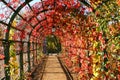 Lantern in autumn leaves