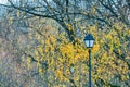 Lantern in autumn park with yellow foliage background with copy space Royalty Free Stock Photo