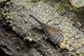 A lantern bug/fulgoridae nymph on a tree trunk Royalty Free Stock Photo