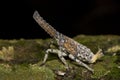 A lantern bug/fulgoridae nymph on a tree trunk Royalty Free Stock Photo