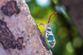 Lantern bug. Pyrops candelaria. Cicadidae Pyrops ducalis. Insect pests of longan