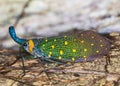 Lantern bug Pyrops sidereus on the tree bark. Borneo Royalty Free Stock Photo