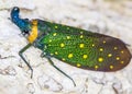 Lantern bug Pyrops sidereus on the tree bark. Borneo