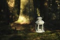 Lantern with burning candle on log in forest Royalty Free Stock Photo