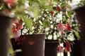 Lantern flower, fuchsia hybrida