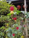 Lantern Flowers at Qingshan Farm, Taimali Township