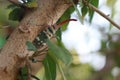 Lantern fly, the insect on the tree Royalty Free Stock Photo