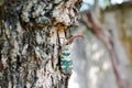 Lantern Fly Royalty Free Stock Photo