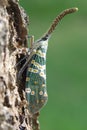 Lantern fly or Lantern Bug Royalty Free Stock Photo