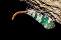 Lantern Fly, Pyrops candelaria, colorful insect on black background