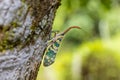 Lantern Fly Pyrops candelaria on Longan tree Royalty Free Stock Photo