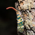 Lantern Fly Royalty Free Stock Photo