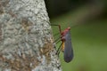 Lantern Fly and in Thailand. Royalty Free Stock Photo