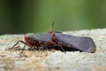 Lantern Fly and in Thailand. Royalty Free Stock Photo