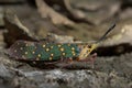 Lantern Fly and in Thailand. Royalty Free Stock Photo