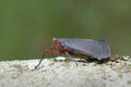 Lantern Fly and in Thailand. Royalty Free Stock Photo