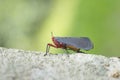 Lantern Fly in Thailand. Royalty Free Stock Photo