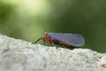 Lantern Fly in Thailand. Royalty Free Stock Photo