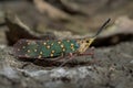 Lantern Fly in Thailand. Royalty Free Stock Photo
