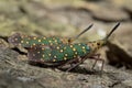 Lantern Fly in Thailand. Royalty Free Stock Photo