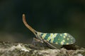 Lantern fly in Thailand. Royalty Free Stock Photo