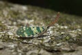 Lantern fly in Thailand. Royalty Free Stock Photo