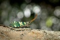 Lantern fly in Thailand. Royalty Free Stock Photo