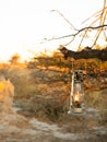 Lantern hanging on tree branch in a safari bush camp, Onguma Game Reserve, Namibia. Royalty Free Stock Photo