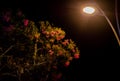 A lantern illuminating a tree