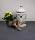 Lantern light with kalanchoe indoor plant with easter eggs and driftwood at grey background