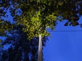 lantern light at night behind tree branches against blue sky.